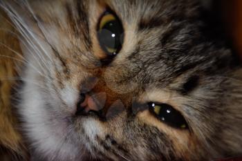 Muzzle of a striped cat. Domestic cat