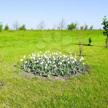 A flower bed with white tulips. White tulips, bulbous plants. White flowers.