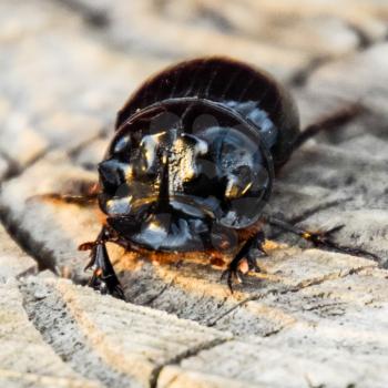 A rhinoceros beetle on a cut of a tree stump. A pair of rhinoceros beetles.