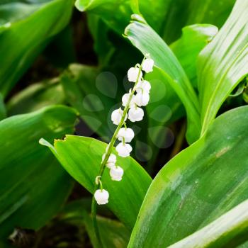Flowering of lilies of the a valley.