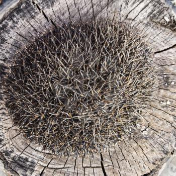Hedgehog on the tree stump. Hedgehog curled up into a ball.
