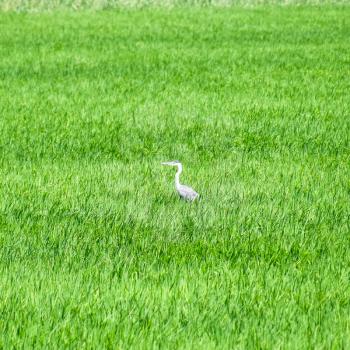 Head heron among the thickets of rice. Waterfowl in the grass.