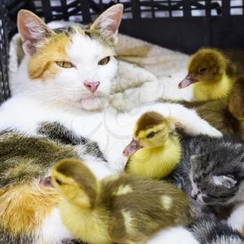Cat foster mother for the ducklings. Cat in a basket with kitten and receiving musk duck ducklings.