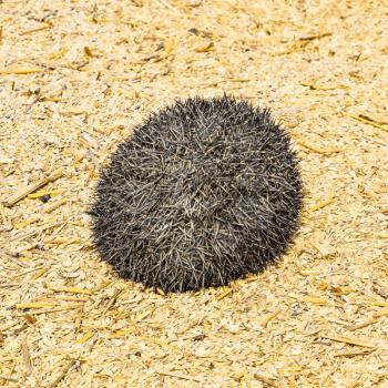 Hedgehog on rice husk. Hedgehog curled up into a ball.