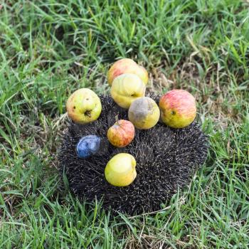 Hedgehog on a green grass. Hedgehog needles pinned on apples, peaches and plums. Hedgehog curled up into a ball.