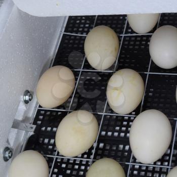 Incubator for a conclusion of chickens, ducklings and gooses. The mechanism of turn of eggs in an incubator.