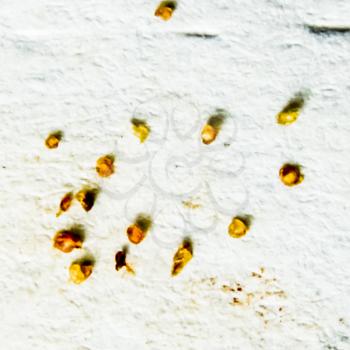 Parasites on a sheet of paper. Extruded from the skin parasites. Acari parasites