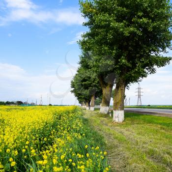 Field of rape near the road. A tree near the road. Rapeseed field. Yellow rape flowers, field landscape. Blue sky and rape on the field