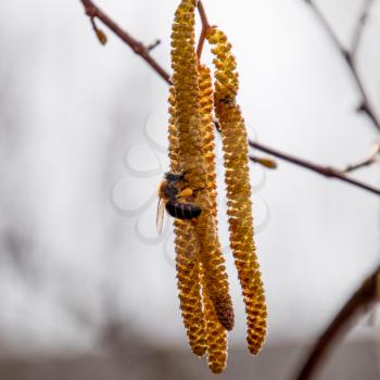Pollination by bees earrings hazelnut. Flowering hazel hazelnut. Hazel catkins on branches