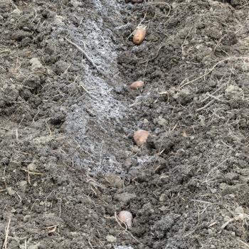 Planting potatoes in the garden. Potatoes in the furrow.