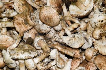Field champignons. Edible mushroom. Mushrooms background texture. Dirty champignons