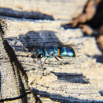 the Ruby - tailed the wasp Chrysis ignita