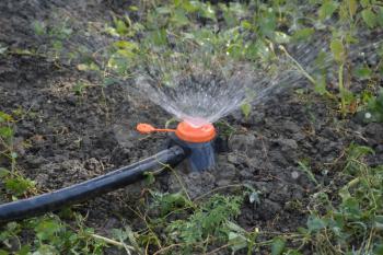 Watering the beds of tomato seedlings using a nozzle sprinkler