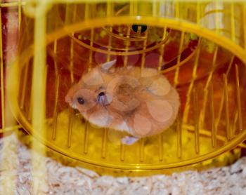 Hamster home in keeping in captivity. Hamster running wheel. Red hamster.