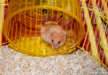 Hamster home in keeping in captivity. Hamster running wheel. Red hamster.