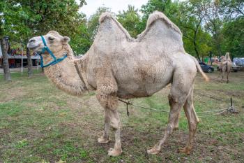 A two-humped camel in the city park. Camel walking in the park.