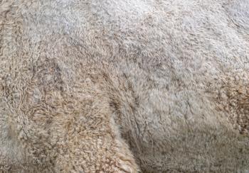 The skin of a camel on its side and hip. Background texture of a camel's skin.
