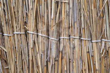 Fence of reeds. Background texture of reeds.