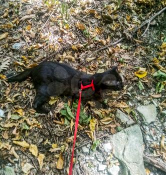 Walk on the harness of the leash of a black cat. Walking the cat in the park.