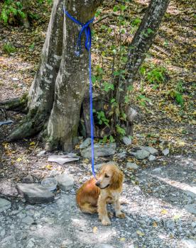 Red dog on a leash tied to the trunk of a tree.