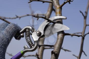 Pruning pear branches pruners. Trimming the tree with a cutter. Spring pruning of fruit trees.