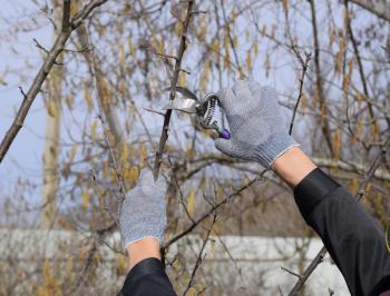 Pruning prunus pruning shears. Trimming the tree with a cutter. Spring pruning of fruit trees.