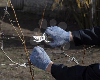 Pruning grapevine pruners. Trimming the tree with a cutter. Spring pruning of fruit trees.