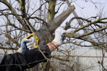 Cutting a tree branch with a hand garden saw. Pruning fruit trees in the garden.