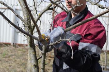 A man cuts down a tree branch with a hand garden saw. Pruning fruit trees in the garden.