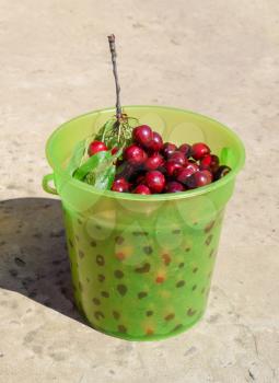 Cherries in a plastic green bucket. Ripe red sweet cherry.