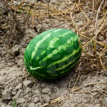Watermelon, plucked from the garden, lying on the ground. Ripe watermelon the new harvest.