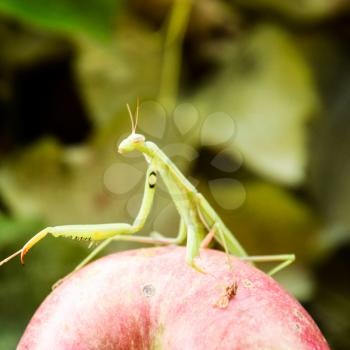 The male praying mantis on the apple. Mantis looking for prey. Mantis insect predator