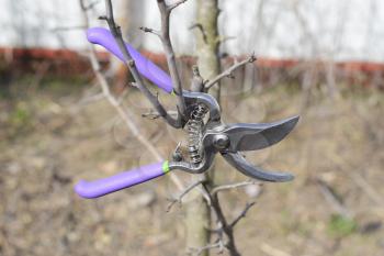 Secateurs hanged on a pear branch. Pruning pear branches pruners. Trimming the tree with a cutter. Spring pruning of fruit trees.