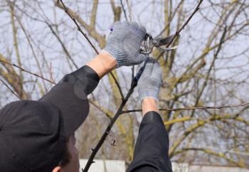Trimming the tree with a cutter. Spring pruning of fruit trees.