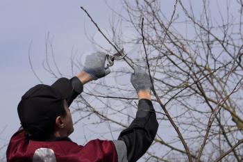 Trimming the tree with a cutter. Spring pruning of fruit trees.