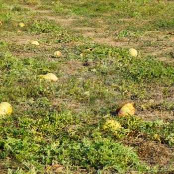 An abandoned field of watermelons and melons. Rotten watermelons. Remains of the harvest of melons. Rotting vegetables on the field