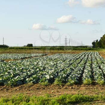 Cabbage field. Cultivation of cabbage in an open ground in the field. Month July, cabbage still the young.