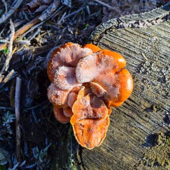Orange mushrooms on a stub. New life on dead wood.