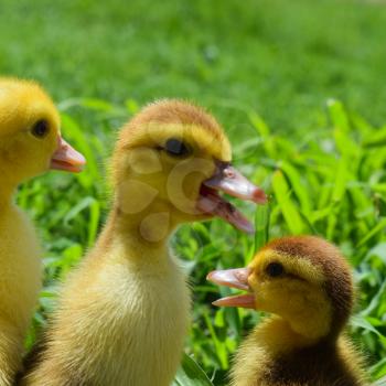 Ducklings of a musky duck. Three-day ducklings walk on a lawn.