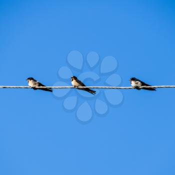 Swallows on the wires. Swallows against the blue sky. The swallow is ordinary