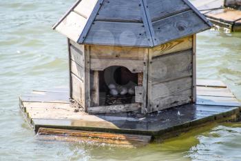 Houses for ducks on the lake. Taking care of ducks. Man-made nests for gray ducks.