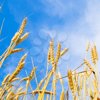 Spikelets of wheat against the blue sky. Mature wheat
