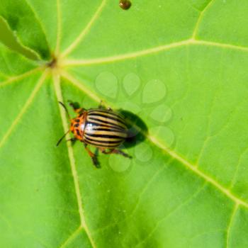 Colorado beetle on a leaf of a plant. Adult striped Colorado beetles.