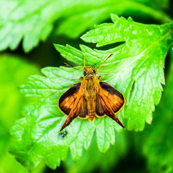 Full photo with a sharp Closeup of a Skipper Hesperiidae butterfly taken with a macro lens. Butterfly red colored sat on a green leaf. Now you can crop the photo itself