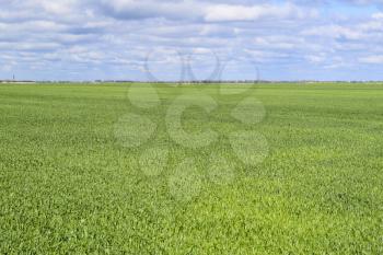 Field of young green barley. A background from a green spring field of winter grain crops.
