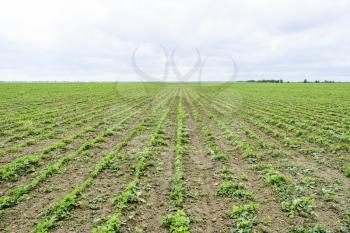 Soy field. Cultivation of soy in an open ground on fields of Kuban.