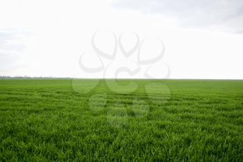Field of young green barley. A background from a green spring field of winter grain crops.