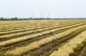 Field rice harvest began. Field of rice in the rice paddies. Rice cultivation in temperate climates.