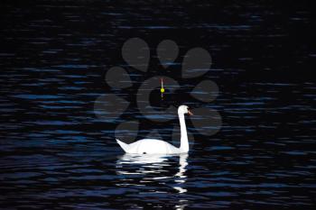 White swans swim in the lake at night. Night swans