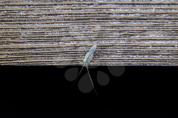 Insect feeding on paper - silverfish. Pest books and newspapers. Silverfish on the edge of a wooden board.